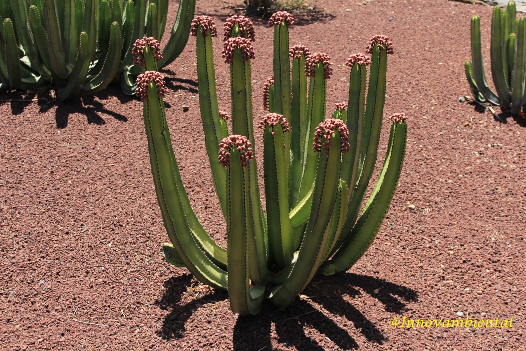 11.-Euphorbia canariensis