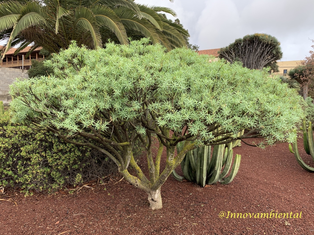 12.-Euphorbia lamarckii