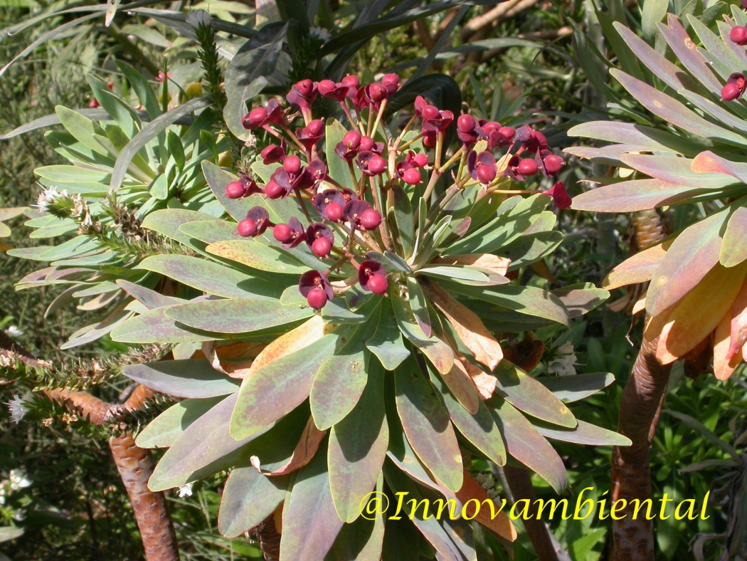 13.-Euphorbia atropurpurea