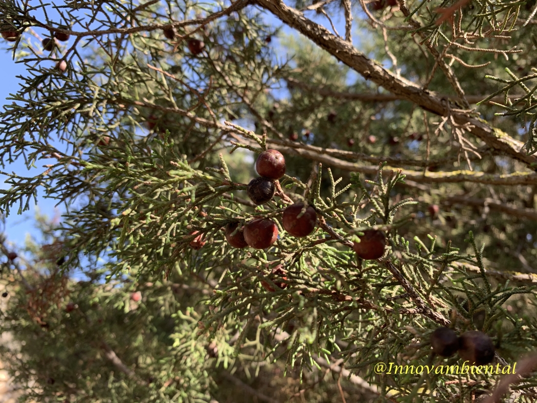 19.-Juniperus turbinata