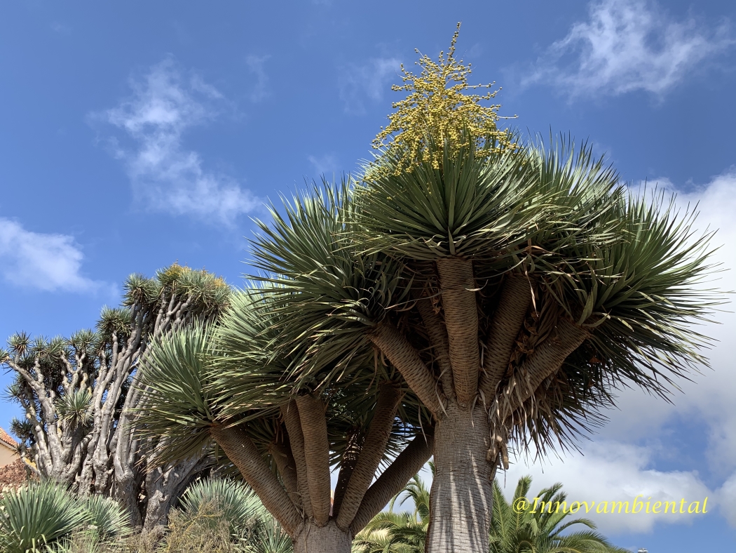 21.-Dracaena inflorescencia