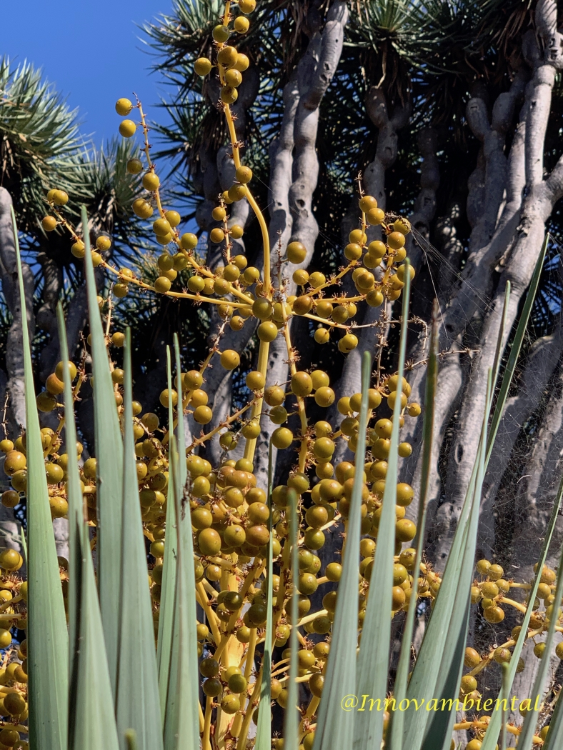 22.-Dracaena frutos