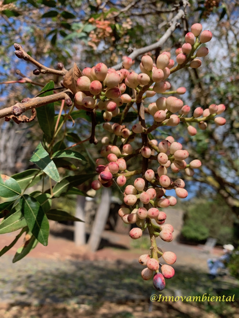 25.-Pistacia atlantica