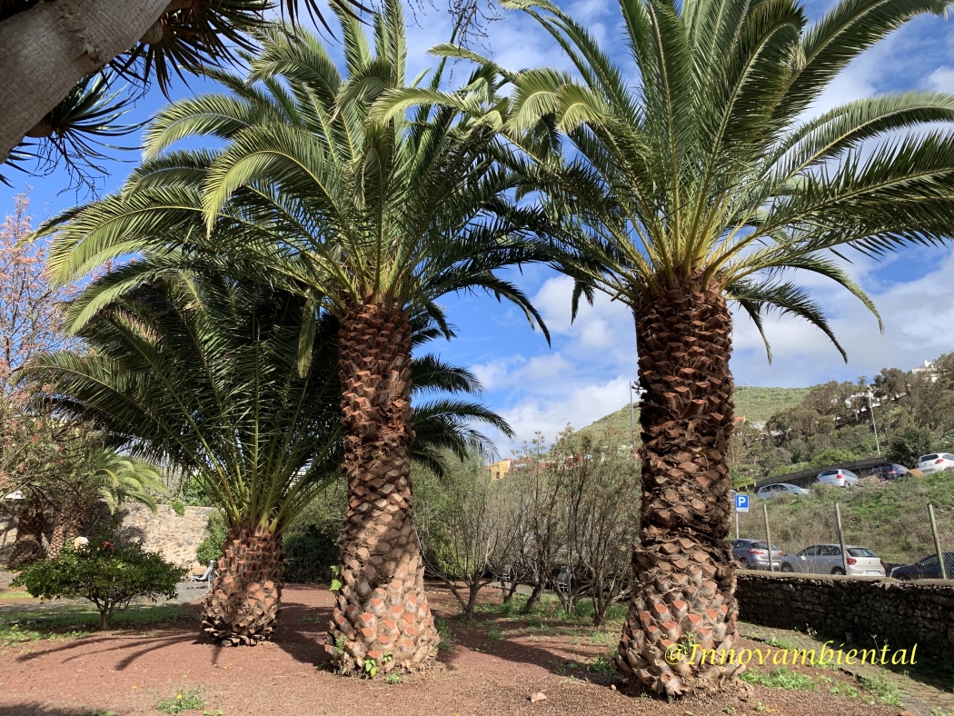 26.-Phoenix canariensis