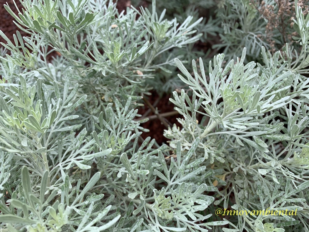 27.-Artemisia thuscula