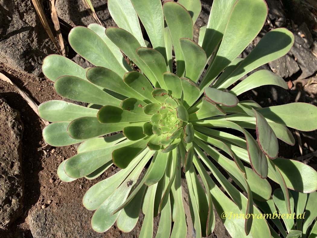 29.-Aeonium urbicum