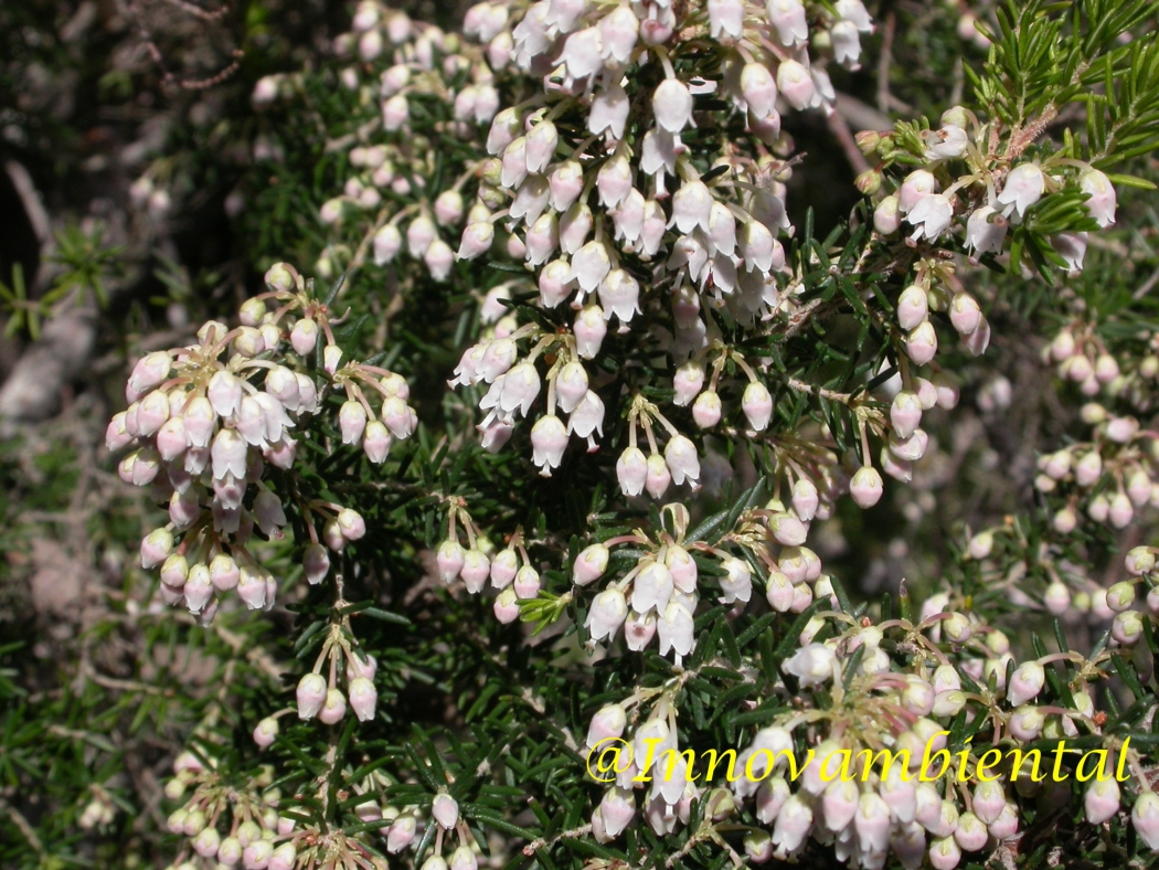 33.-ERICA canariensis