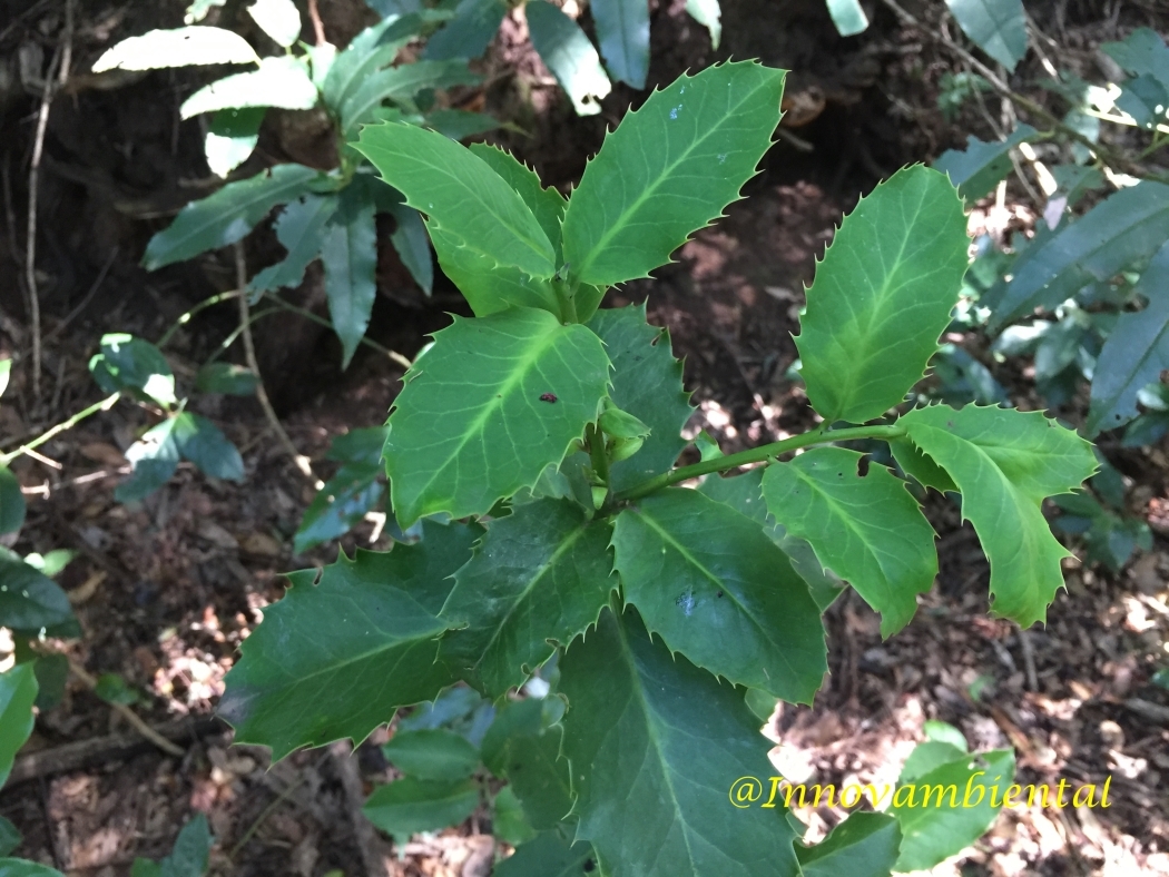 35.-Ilex canariensis