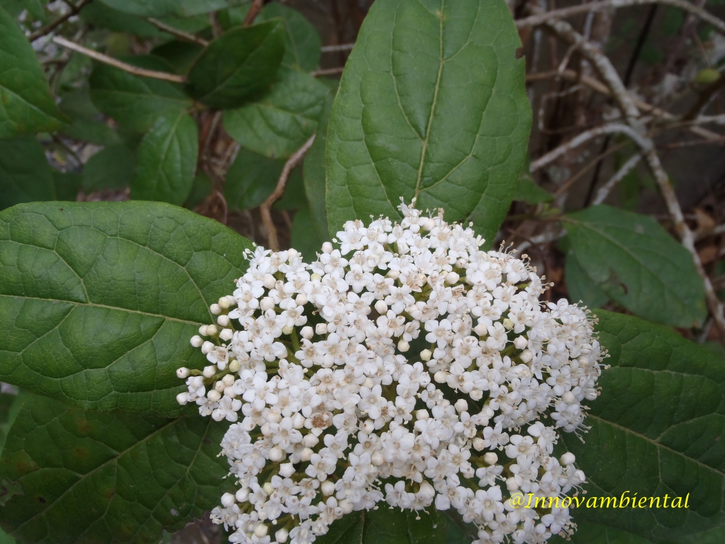 39.-Viburnum tinus subsp. rigidum