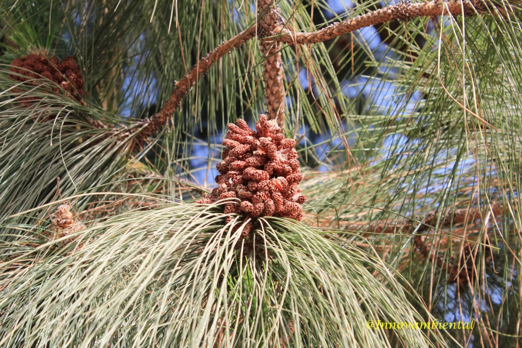 42.-Pinus canariensis flor masculina