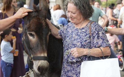 Burros 1