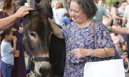 Burros 1