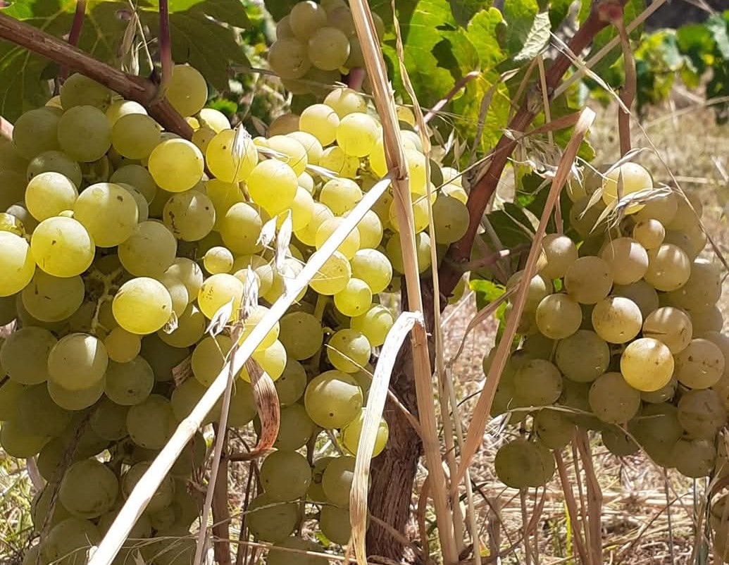 Viñedos 2
